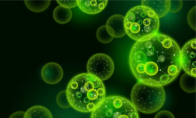 Marine Phytoplankton Daily Omega 3