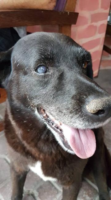 Cataract Surgery Dogs and Other Animals